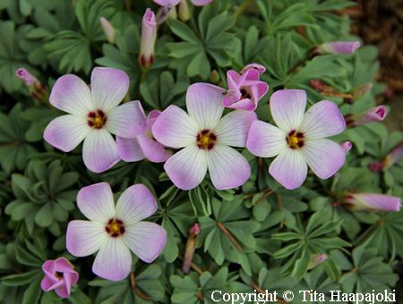 Oxalis adenophylla, hietakenkaali